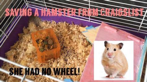 Hamsters on craigslist - Toy Poodle with Maltese (Maltipoo ) · West Palm Beach · 10/9 pic. hide. Four Female Adult Crested Geckos · North Palm Beach · 10/9 pic. hide. 4 Male Crested geckos · North Palm Beach · 10/9 pic. hide. 2 Lilly White Crested Geckos for $300 · North Palm Beach · 10/9 pic. hide. Crested geckos for $15 each Saturday Only · North Palm Beach ...